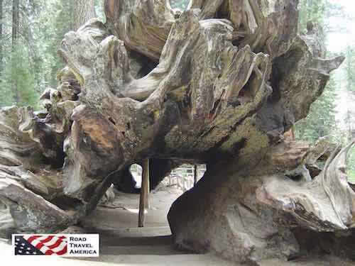 The roots of a fallen Sequoia tree at the park in California