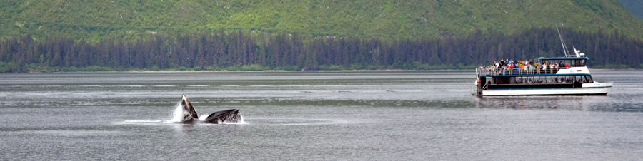 Whale watching tours in the waters of Port Frederick and Point Adolphus at Hoonah