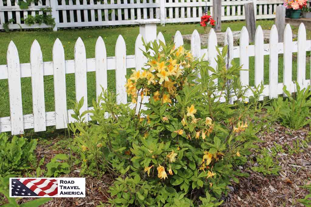 White picket fence with spring flowers in Hoonah, Alaska