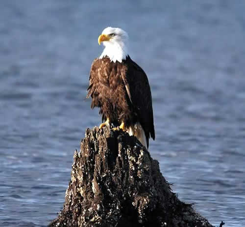 The majestic Golden Eagle ... common around Juneau