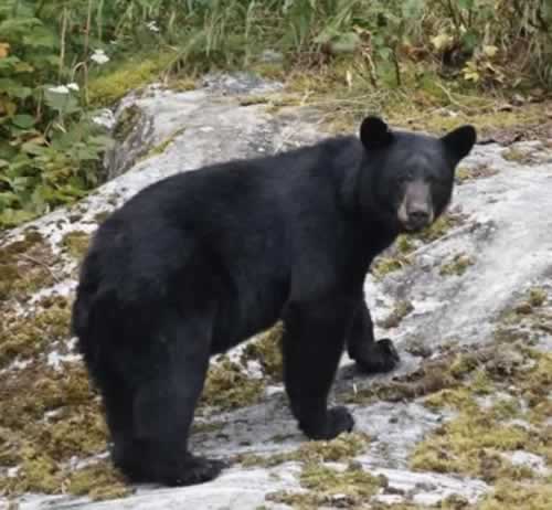 Bear near Hoonah, Alaska