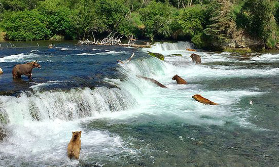 Brown bears hunting for Sockeye Salmon at the top of Brooks Falls in Katmai National Park and Preserve