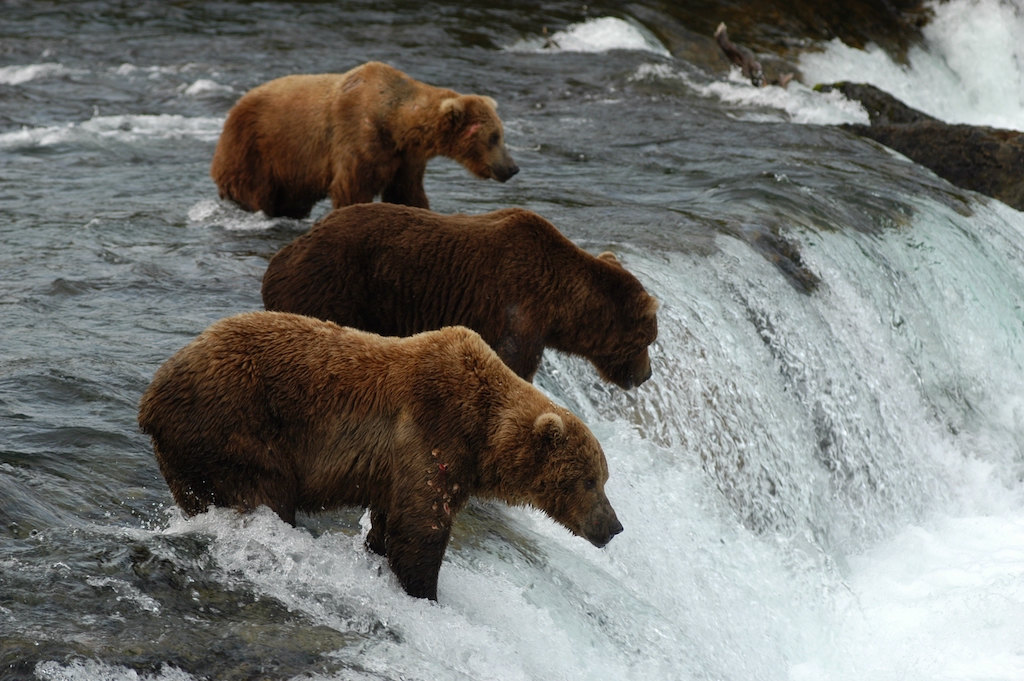 Brown bears hunting for Sockeye Salmon at the top of Brooks Falls in Katmai National Park and Preserve