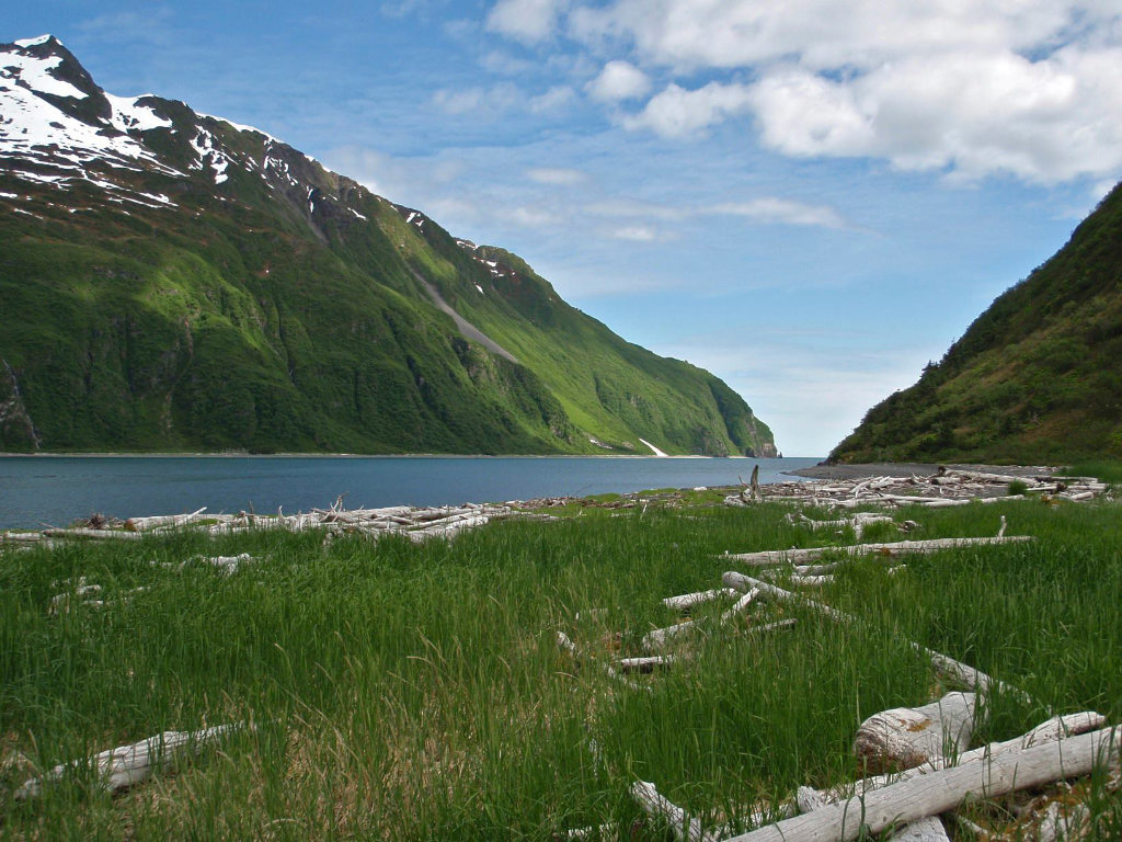 Coastal Meadow at Kenai Fjords in Alaska