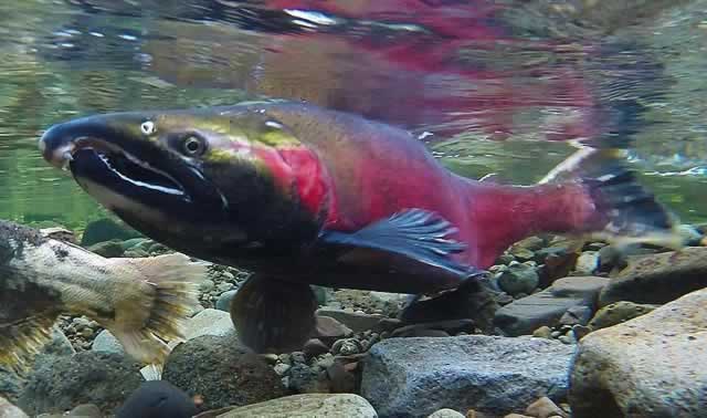 Alaskan Sockeye Salmon