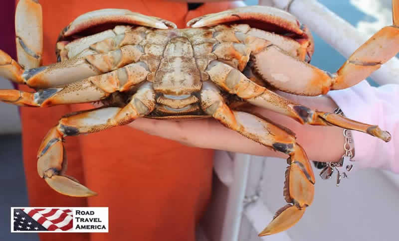 Beautiful, live Dungeness Crab fresh from the waters near Ketchikan