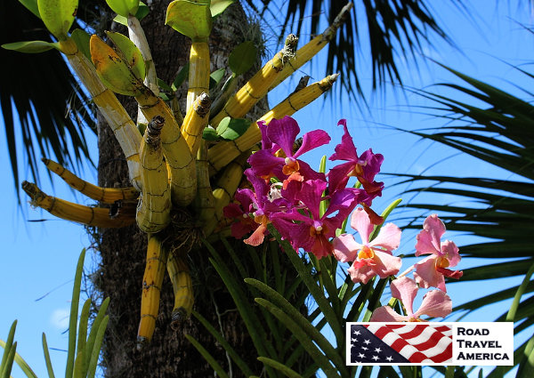 Orchids in Miami, Florida