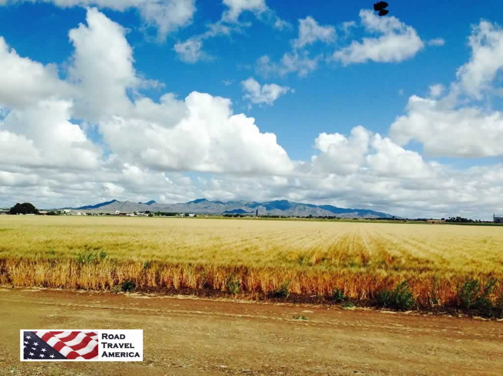Wheat fields near Goodyear, Arizona
