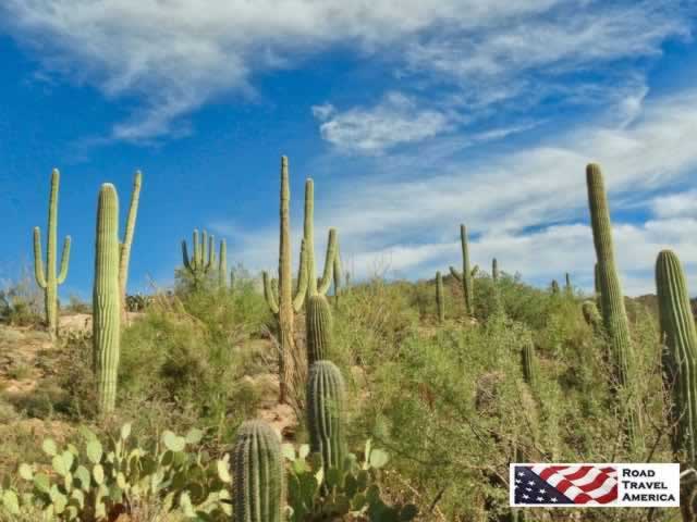 One of the most popular destinations in Tucson ... Saguaro National Park
