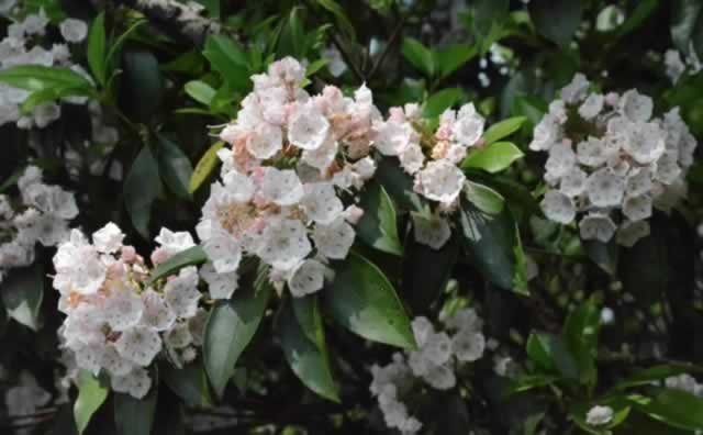 A special treat for visitors to the Blue Ridge Parkway in the spring ... Rhododendrons!