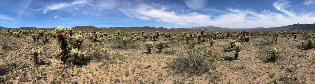 Cholla Cactus Garden - a 0.25-mile loop through one of the world’s densest concentrations of cholla cactus