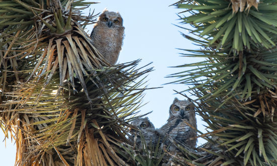 Great Horned Owls at Joshua Tree National Park
