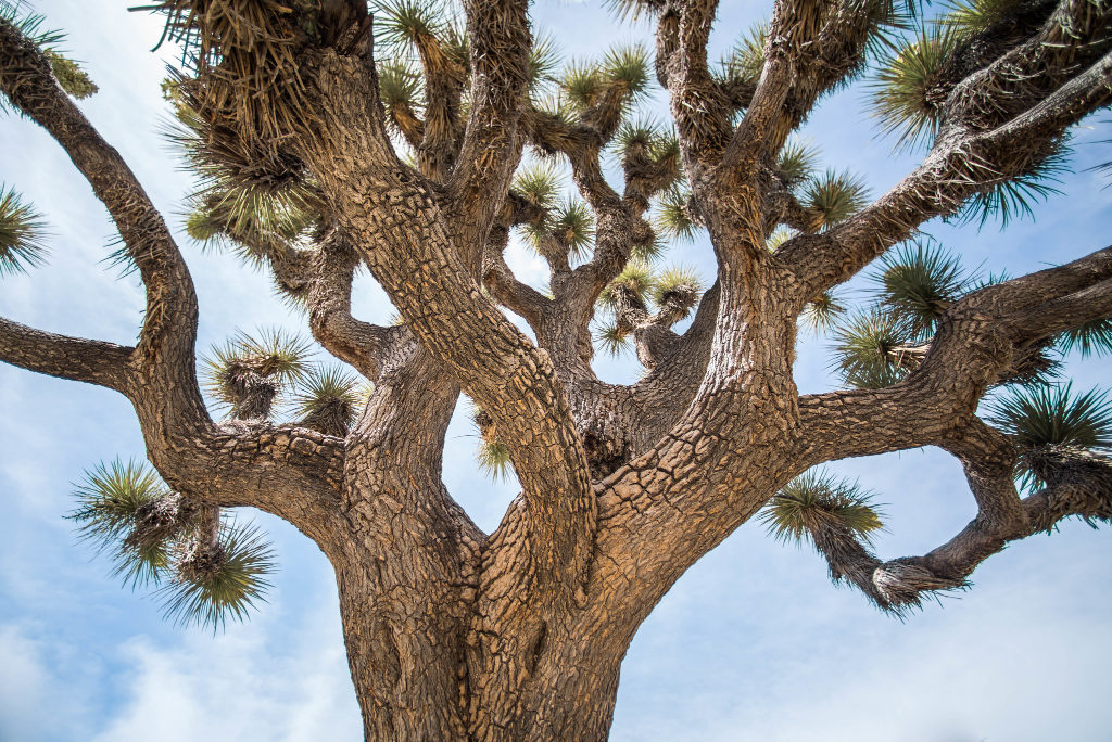 The namesake Joshua Tree in California