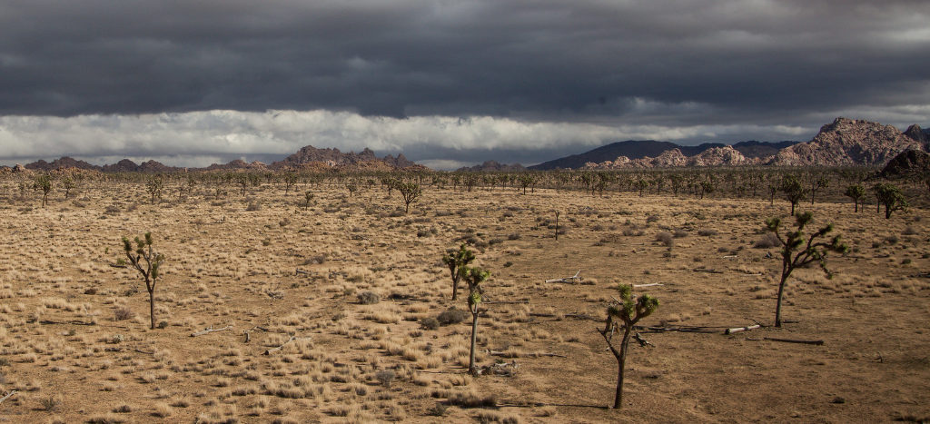 Storm clouds brewing over Joshua Tree National Park