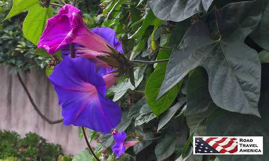 Purple Morning Glory ... The flowers are magnificent at San Juan Capistrano Mission