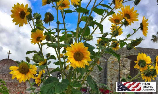Yellow flowers and blue skies at San Juan Capistrano Mission