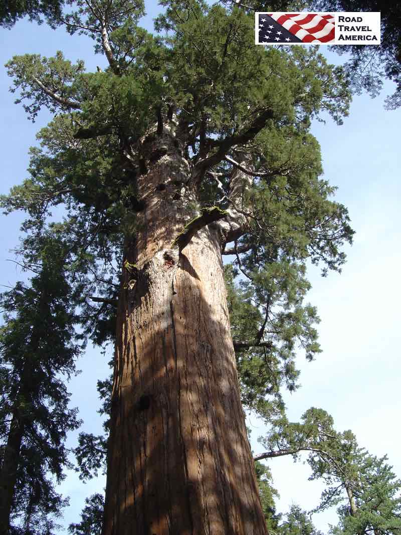 Towering Sequoia tree in California