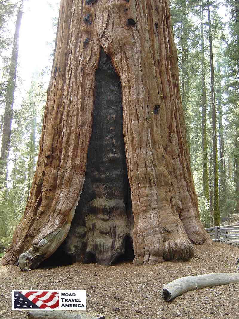 Sequoia tree ... hundreds of years old!