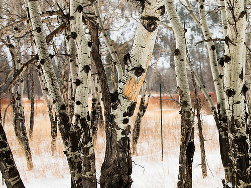 Aspens in winter in Rocky Mountain National Park