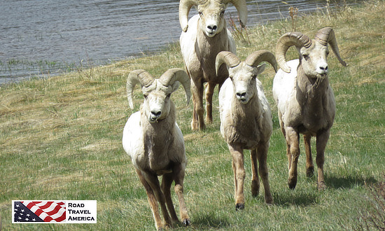 Big Horn Sheep in Rocky Mountain National Park 