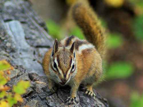 Chipmunk in Rocky Mountain National Park