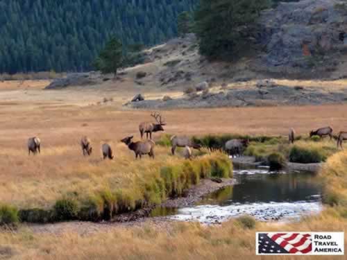 Herd of elk in a peaceful meadow in Rocky Mountain National Park