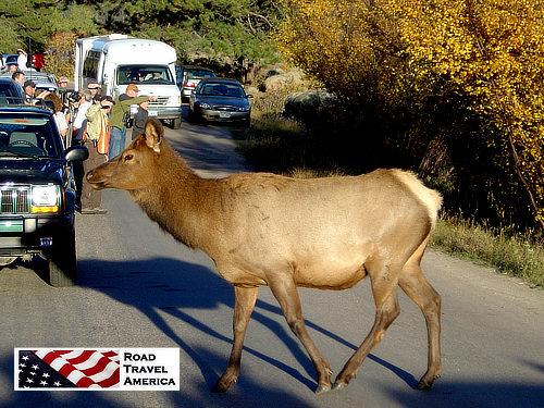 Tourists and elk meet on the road in Rocky Mountain National Park