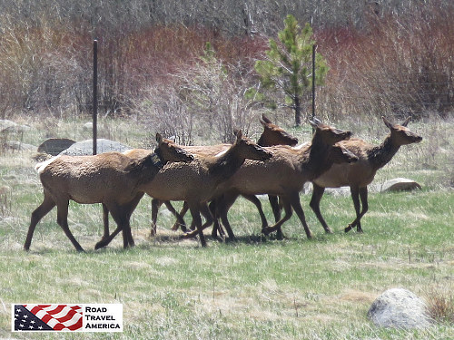 Herd of elk in a peaceful meadow in Rocky Mountain National Park