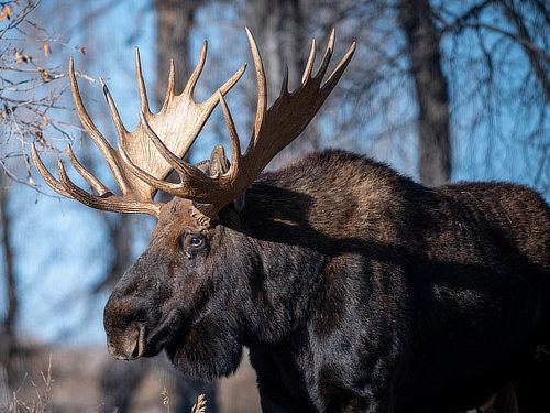 The Stately Male Moose