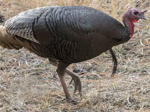 Wild Turkey in Rocky Mountain National Park