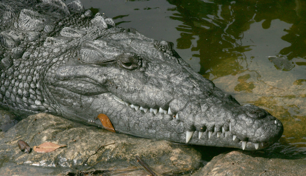 American Crocodile, with its pointed snout, basking in the sun in the Florida Everglades