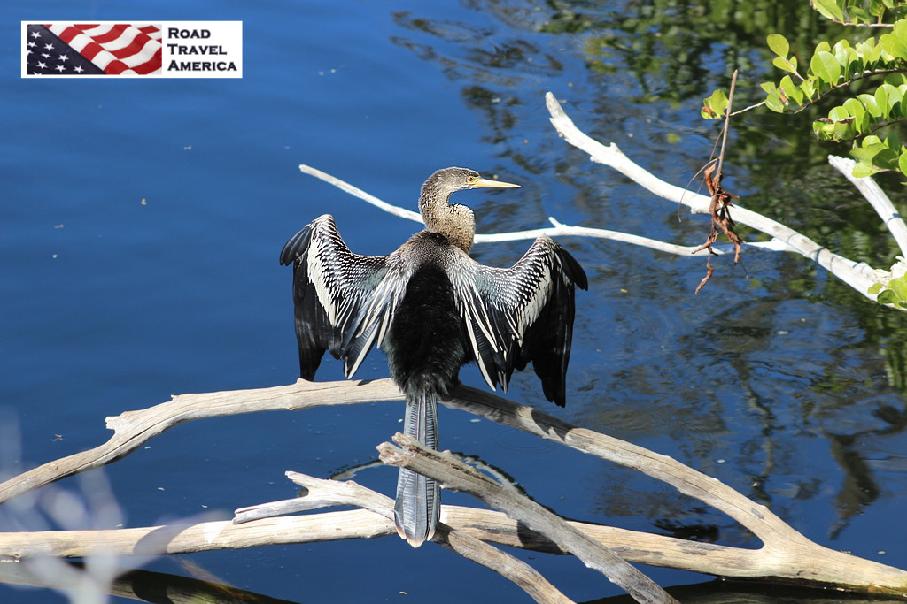 Anhinga drying its wings in the Florida Everglades 