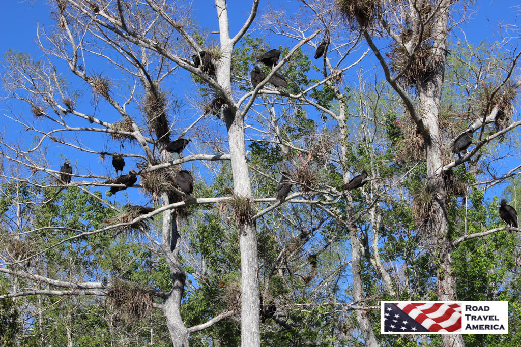 Birds resting in the trees in the Florida Everglades