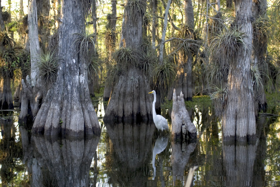 Cypress trees and air plants in the Everglades National Park