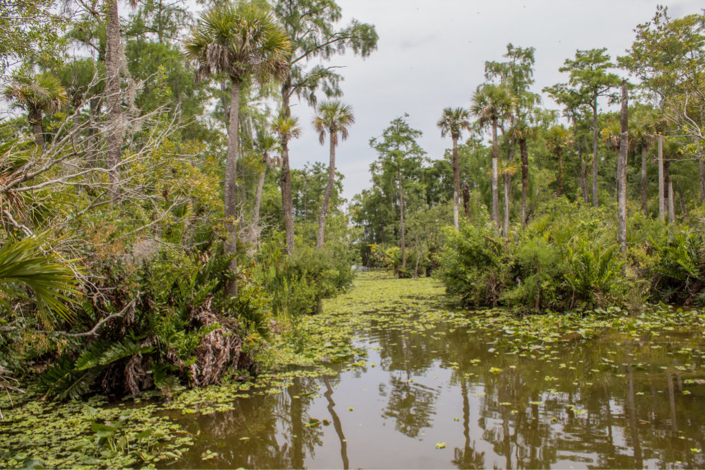 Palm trees and dense vegetation in the Everglades National Park