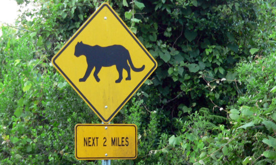Florida Panther crossing