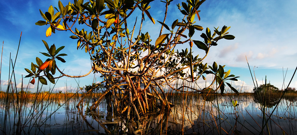 Mangrove trees in the Everglades National Park