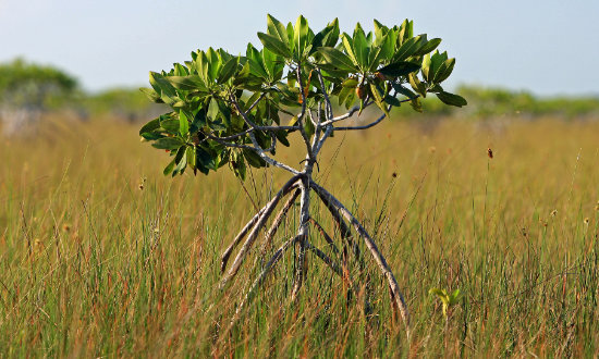 Young Mangrove Tree