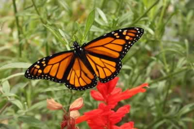 Monarch butterfly at the Charlotte Rhoades Park Butterfly Garden