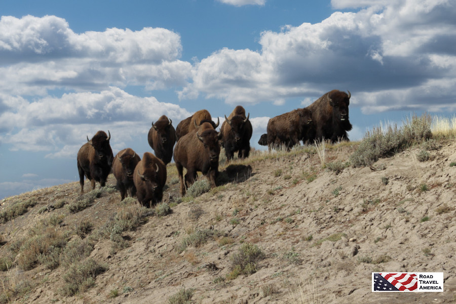 Thundering bison herd down a slope in Yellowstone National Park
