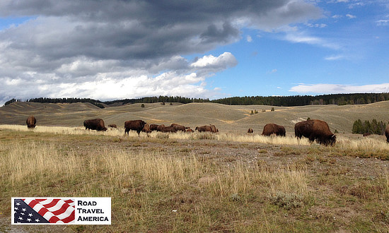 Dozens of bison grazing on the grasslands at Yellowstone National Park