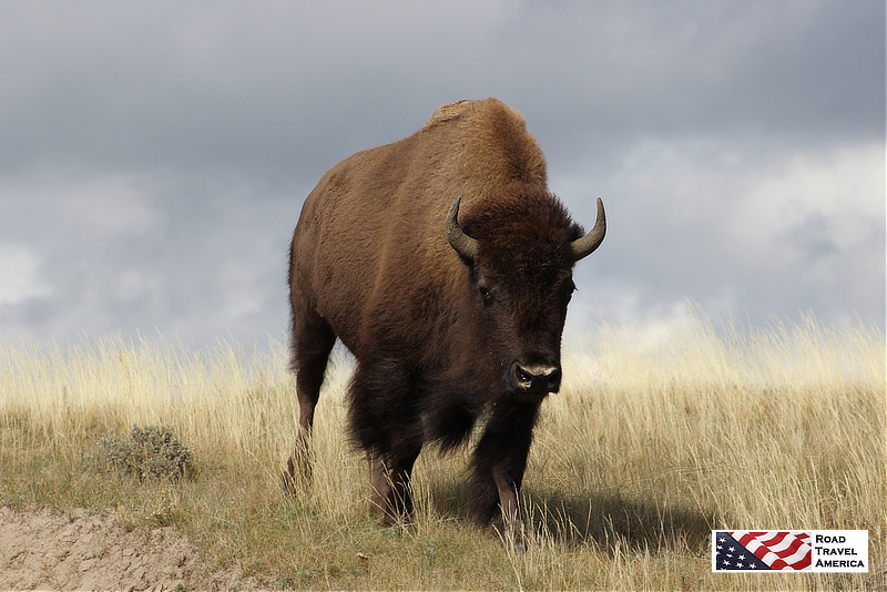 A beautiful bison at full speed in Yellowstone National Park