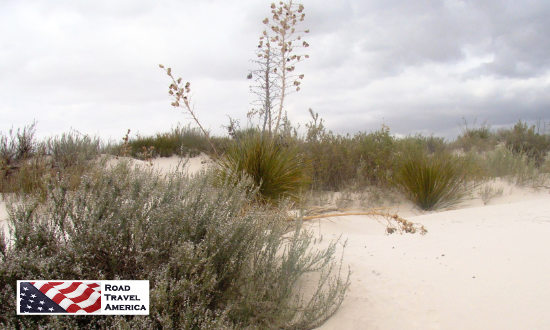 Vegetation on dunes at White Sands 