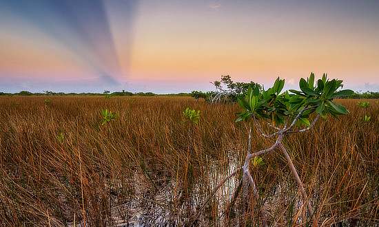 The Everglades is an expansive area of land in extreme southern Florida, southwest of Miami, and southeast of Naples. The ecosystem of the Everglades is not presently found anywhere else on earth. Everglades National Park is the third largest park in the lower 48 states, covering 2,400 square miles!