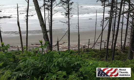 Extreme vegetation inside the rain forest at Olympic National Park