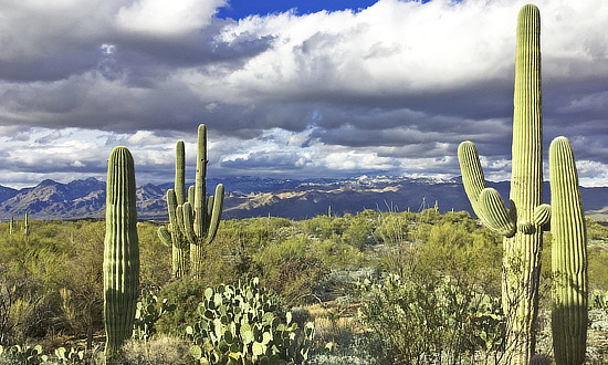 Saguaro National Park protects some of the most impressive forests of these sub-tropical giants, on the edge of the modern City of Tucson. The park is located in two different sections: Tucson Mountain District (west), and the Rincon Mountain District (east). 