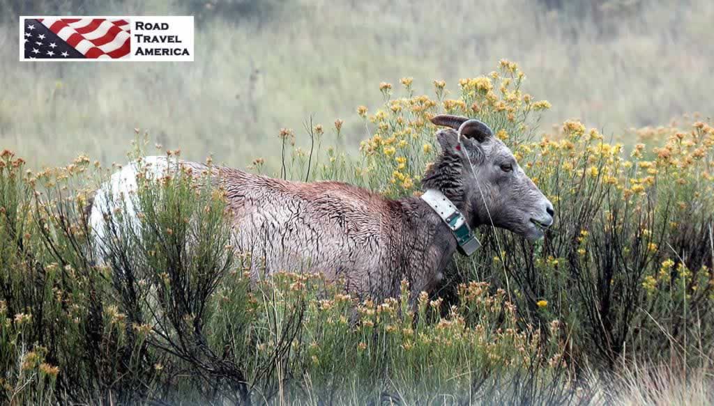 Bighorn Sheep in Badlands National Park