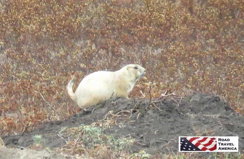 Prairie Dog in the Badlands National Park