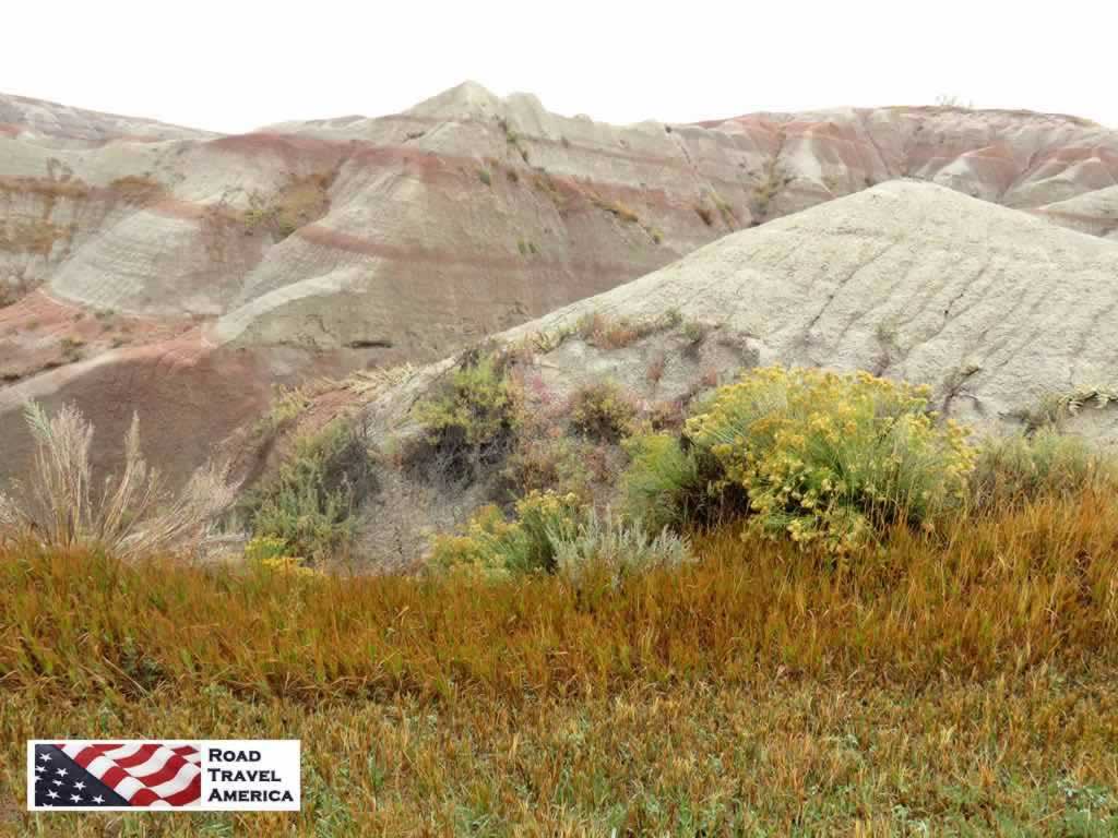 Colorful plant life at Badlands National Park on an overcast day in September, 2018