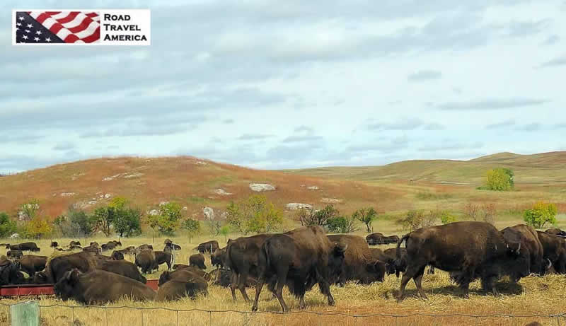 Bison Roundup at Custer State Park in 2018